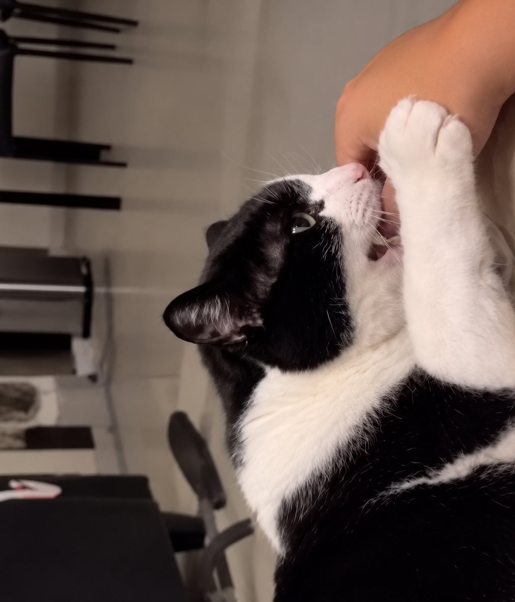 A black and white cat licking a human hand in an indoor setting.