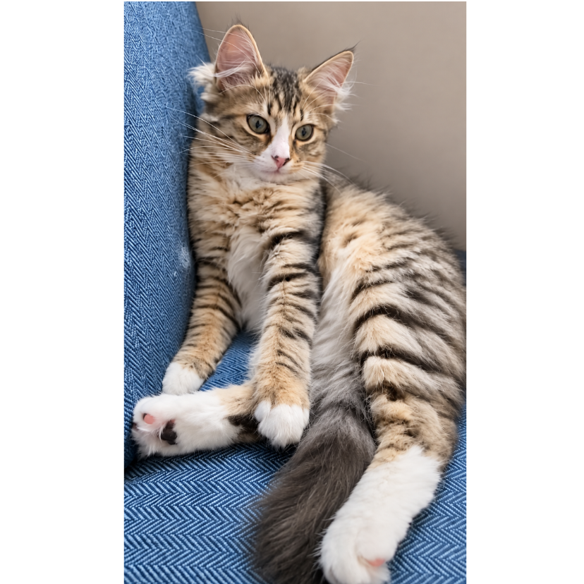 A fluffy tabby kitten with white paws and a striped tail rests on a blue textured couch cushion.