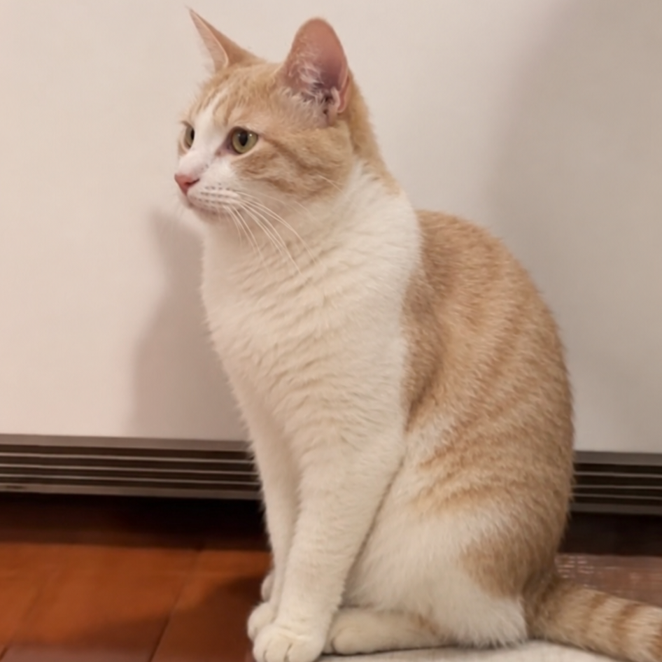A ginger and white cat sitting on a light-colored rug in a home setting with a wooden floor and plain wall background.