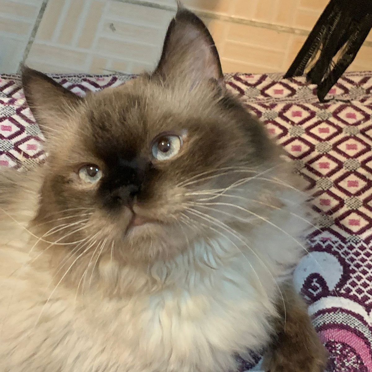 A fluffy long-haired cat with cream and brown fur lies on a patterned purple and white blanket in a home setting with tiled flooring visible in the background.