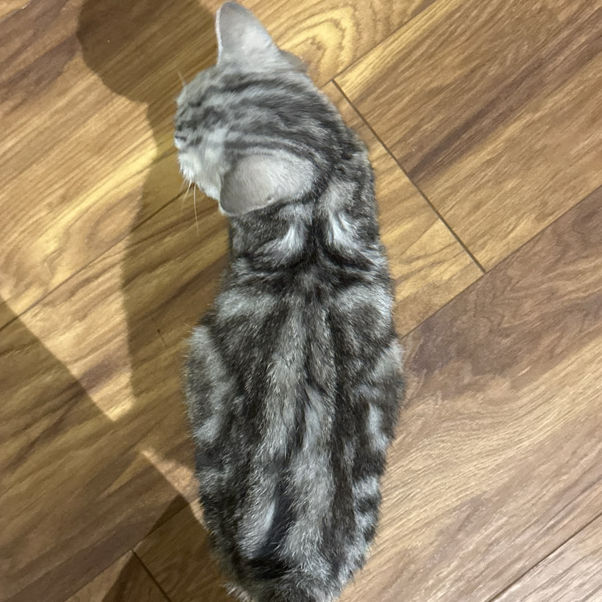 A gray and black tabby kitten standing on a brown wooden floor, viewed from a high-angle perspective.