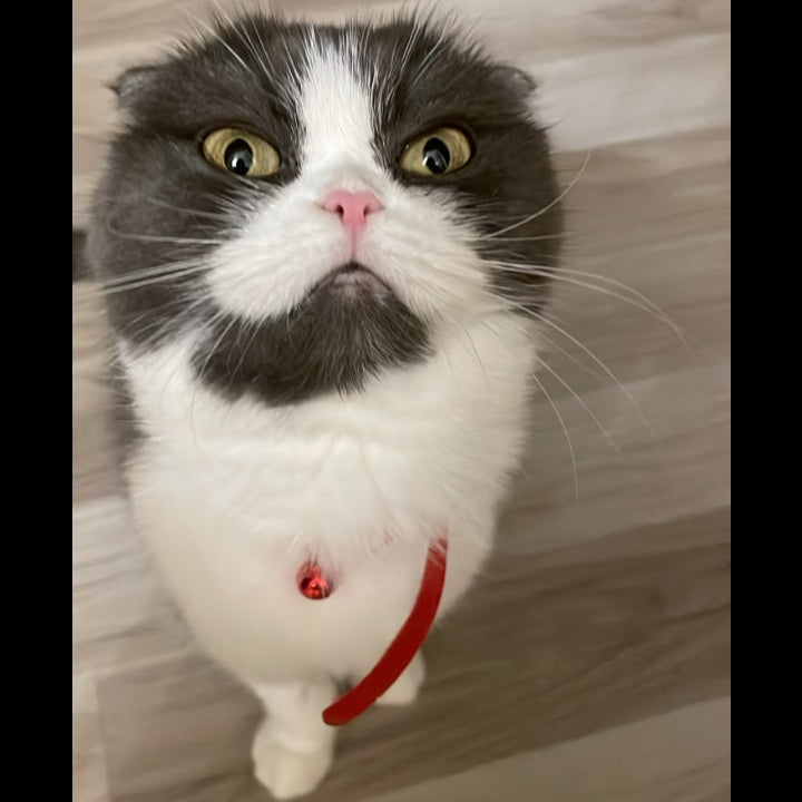 A fluffy gray and white cat wearing a bright red collar with a small bell, standing on a light wood floor and looking up at the camera.