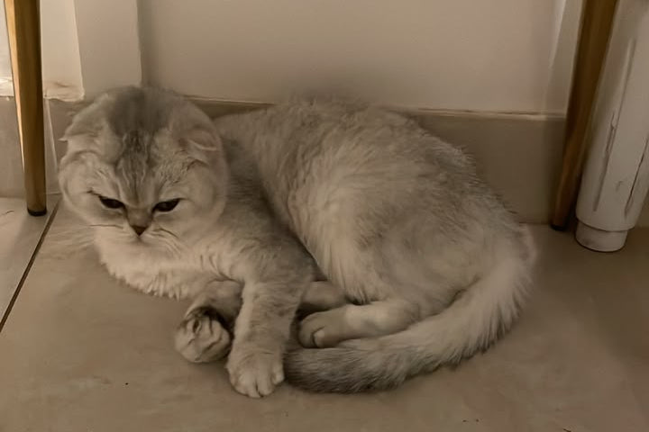 A fluffy silver-gray cat lies curled up on a beige tiled floor against a plain wall.