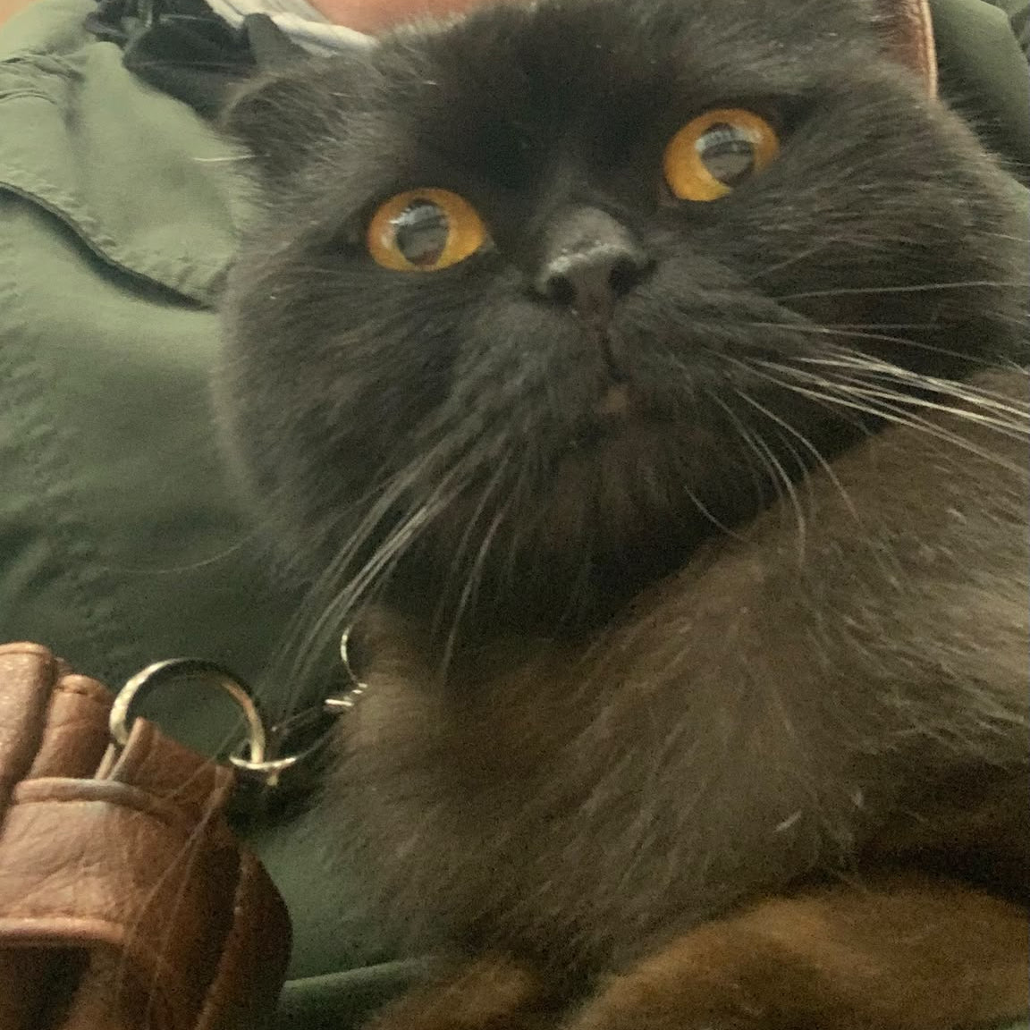 A close-up lifestyle shot of a woman wearing a black headscarf and glasses, holding a fluffy black cat with striking yellow eyes.
