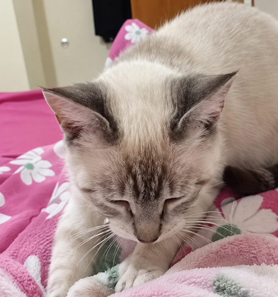 A light cream and gray cat lying on a pink floral blanket in a bedroom setting.