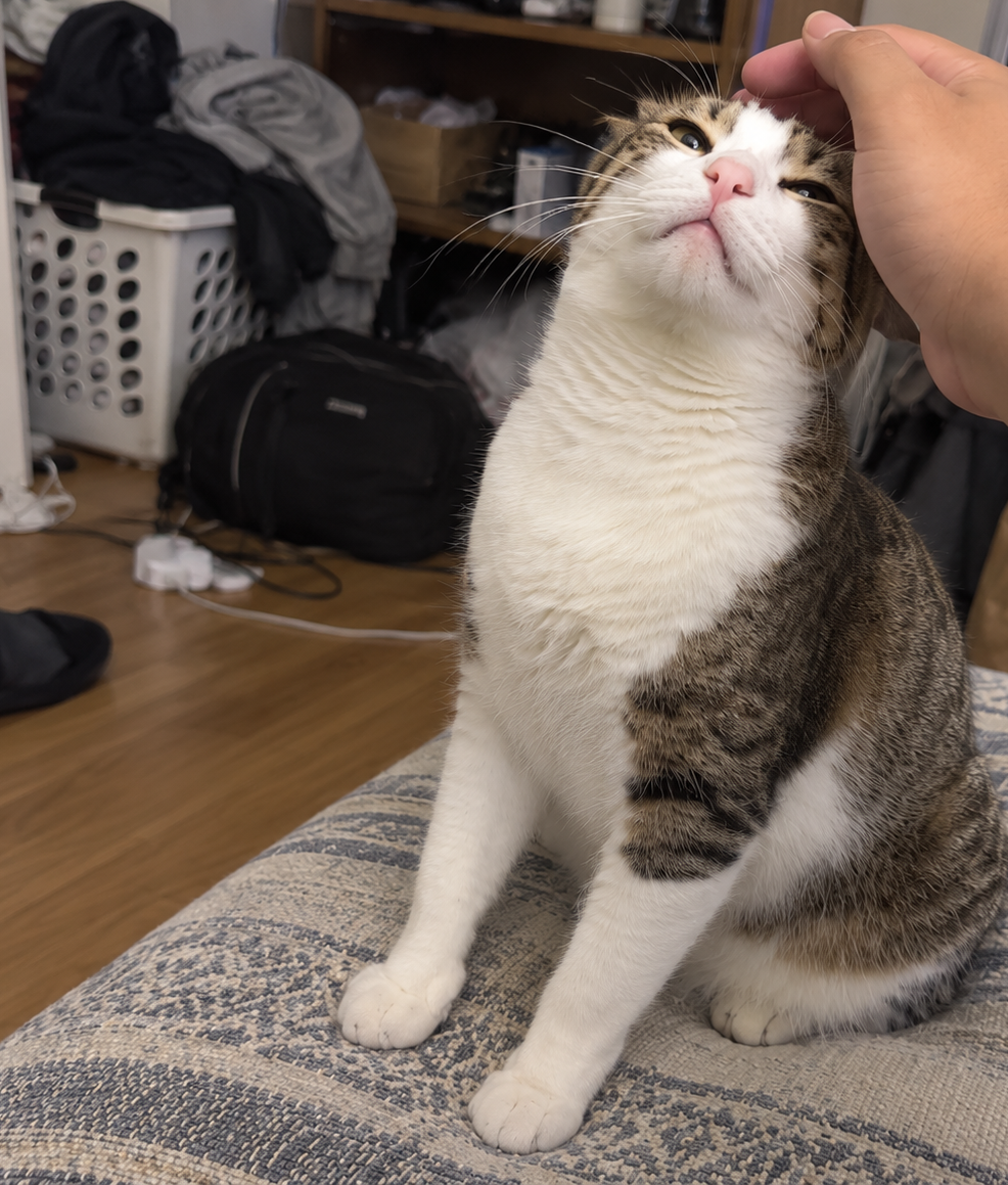 A white and brown tabby cat sits on a patterned cushion while a person's hand gently pets its head in a cluttered indoor room.