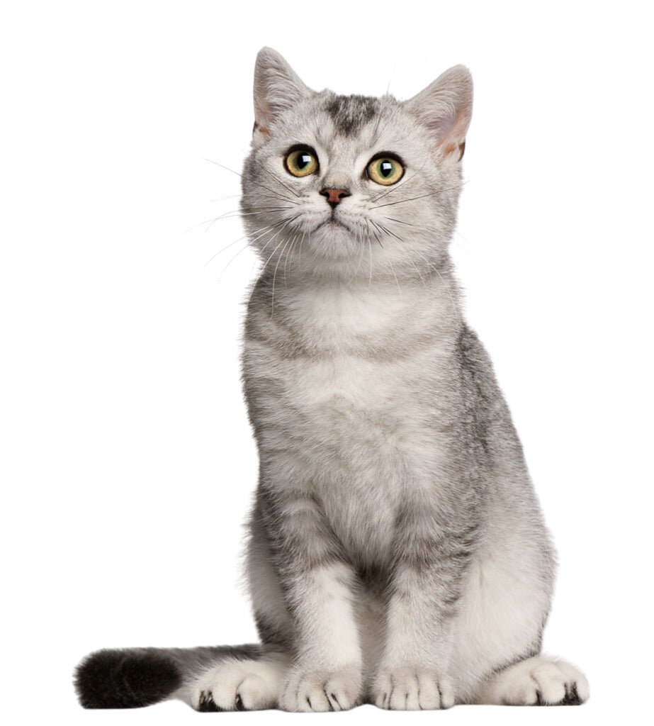 fip-cat-treatment-gs441524