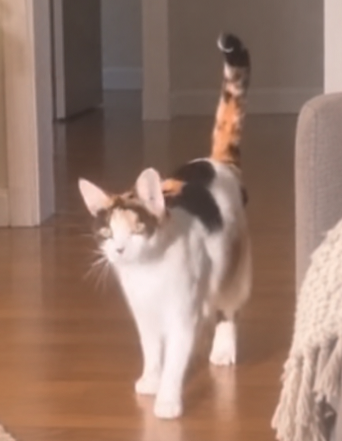 Calico cat walking across a wooden floor inside a home.