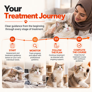 FIP Cure Plus treatment journey showing four stages: start, monitor progress, follow the treatment plan, and complete the full treatment course.