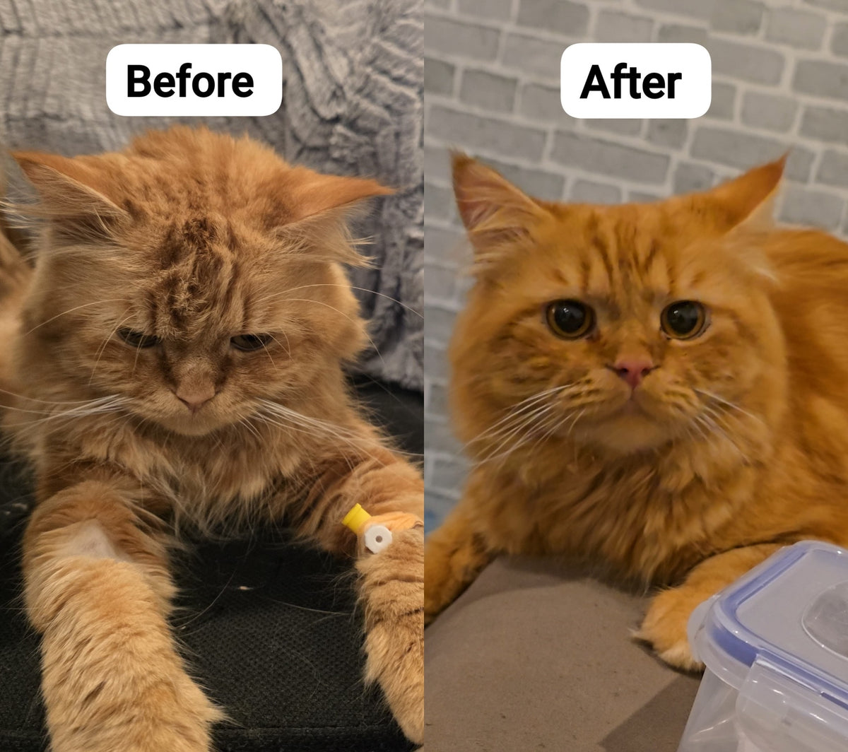 Before-and-after comparison of an orange long-haired cat, with a tired appearance on the left and a brighter appearance on the right.