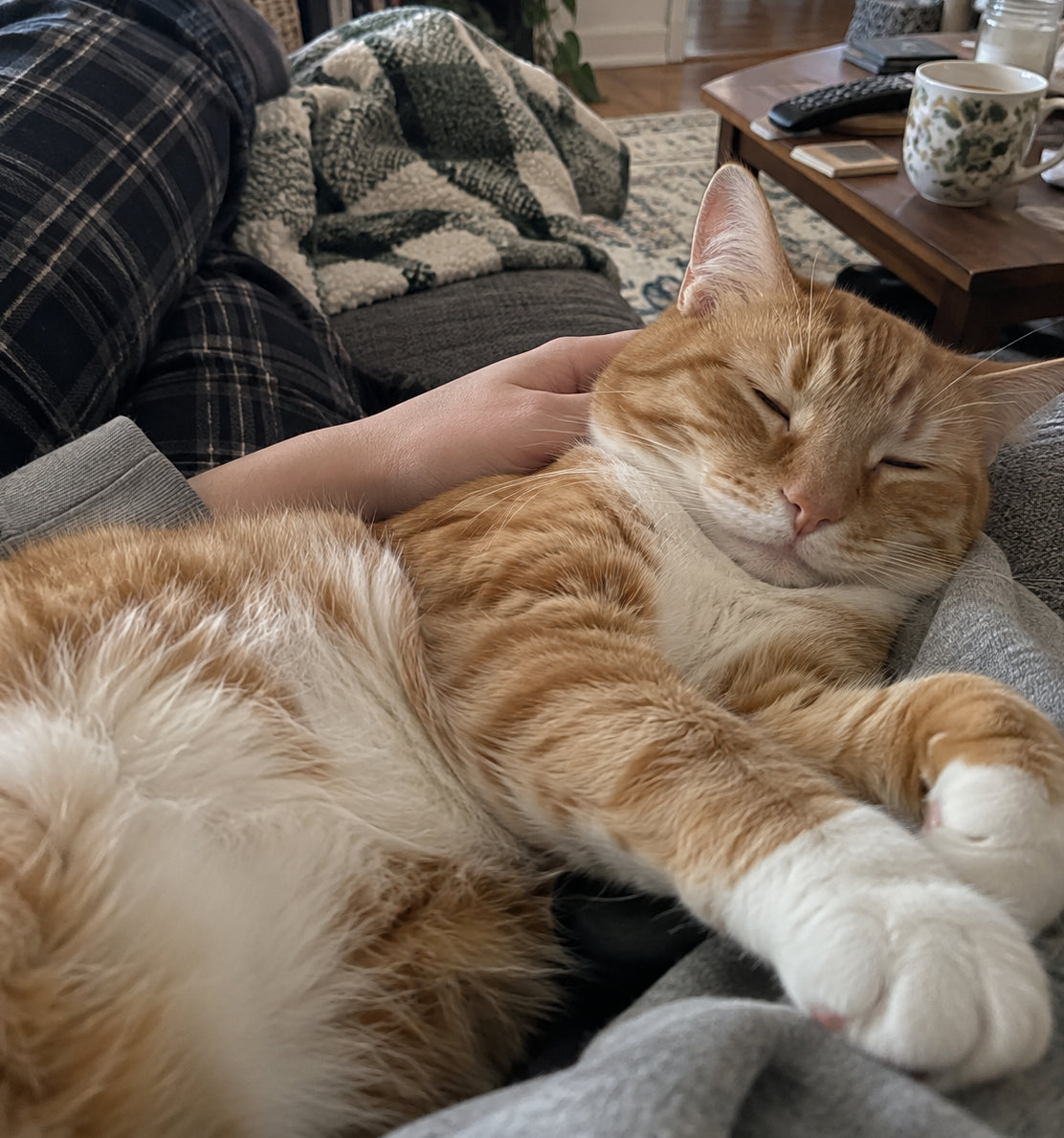 Orange-and-white cat relaxing comfortably with its owner on a sofa at home.