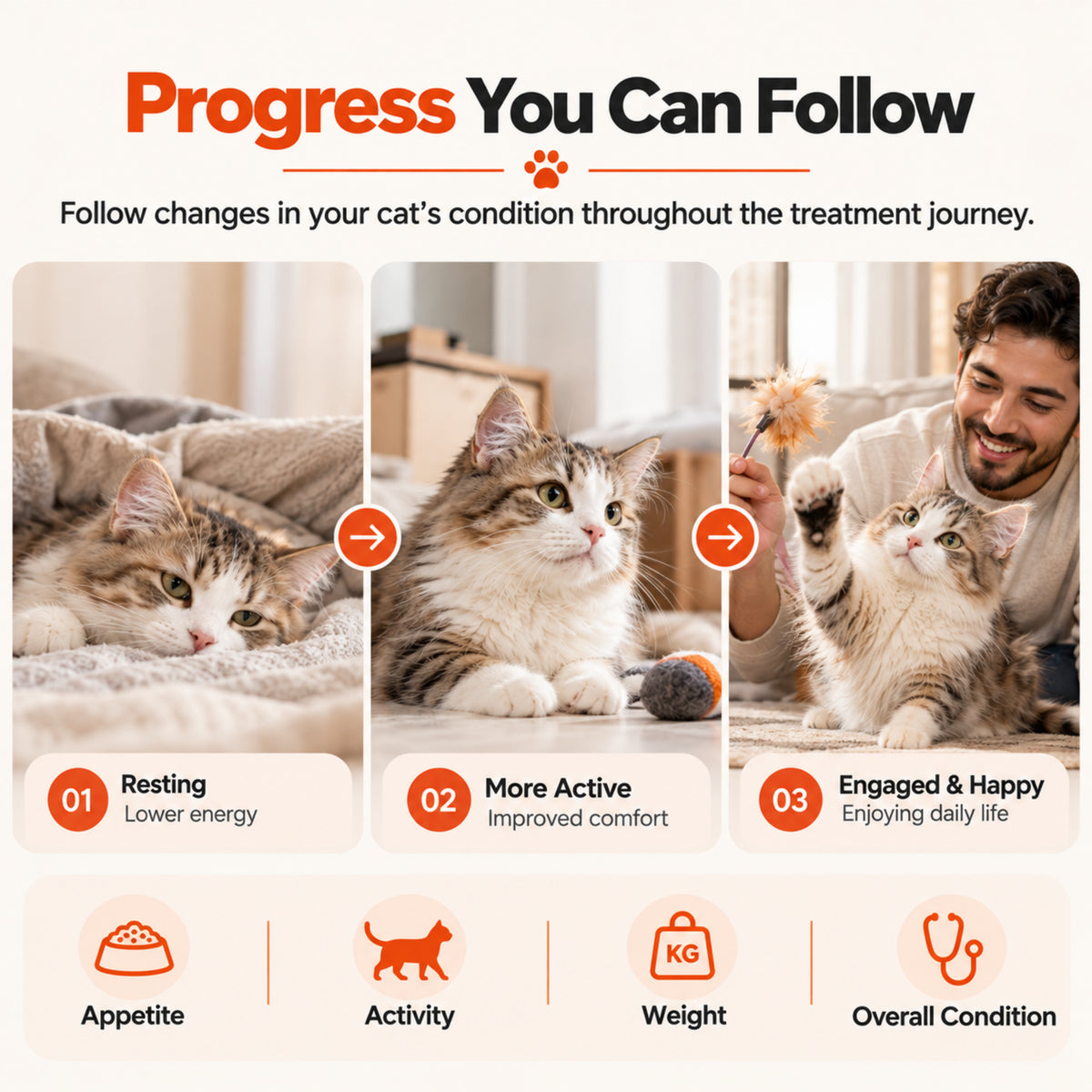 Cat treatment progress monitoring image showing changes in appetite, activity, weight, and overall condition throughout the FIP treatment journey.